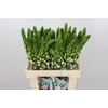 Ornithogalum thyrsoides Milky Way