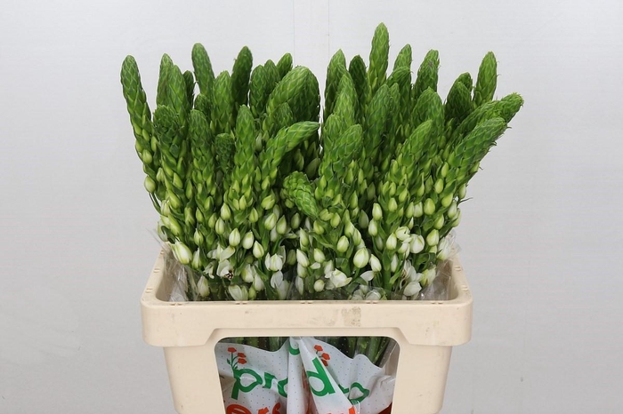 Ornithogalum thyrsoides Milky Way