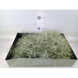 Tillandsia usneoides