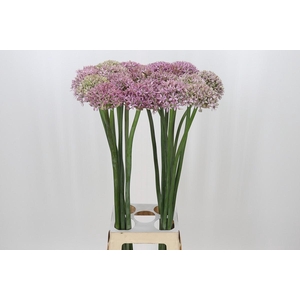 Allium Pink Jewel