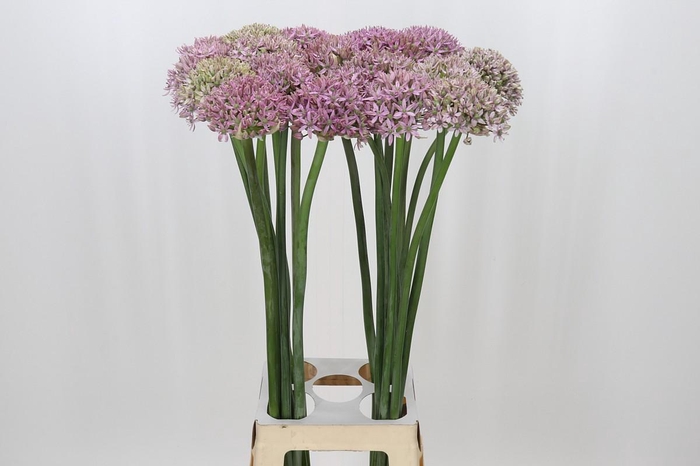 <h4>Allium Pink Jewel</h4>