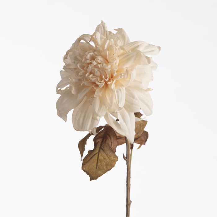 Af Dahlia Dried L74cm Cream