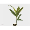 Areca Catechu 12 cm(Decorum)