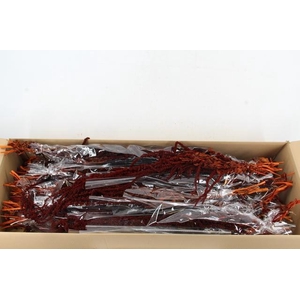 PF Amaranthus Hang Brown Bs