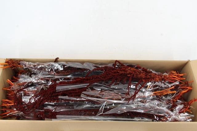 <h4>PF Amaranthus Hang Brown Bs</h4>