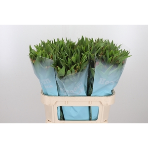 Alstroemeria Dancing Queen 80 Gram