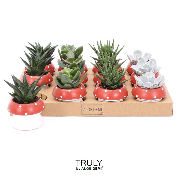 <h4>ARR SUCCULENTEN</h4>