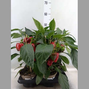 Capsicum annuum   ...paprika