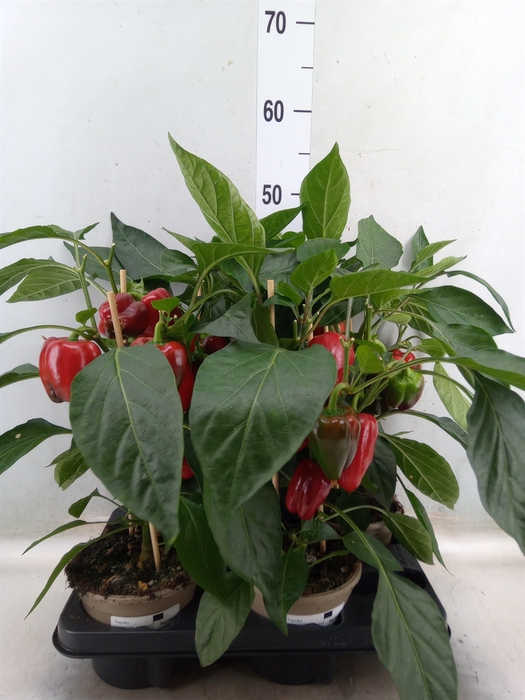 <h4>Capsicum annuum   ...paprika</h4>