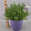 Lavandula angustifolia Essence Pur
