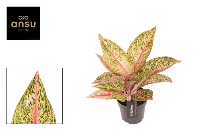 <h4>Aglaonema Romance Red</h4>