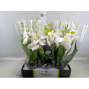 Phalaenopsis   ...white