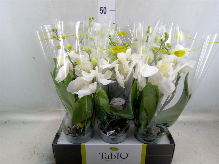 <h4>Phalaenopsis   ...white</h4>