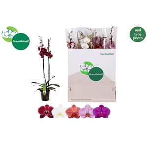 PHAL GEM 5 KL