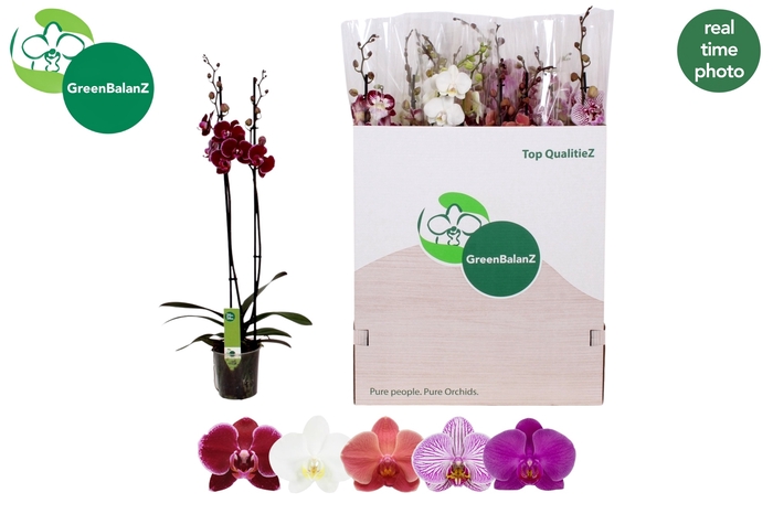 <h4>PHAL GEM 5 KL</h4>