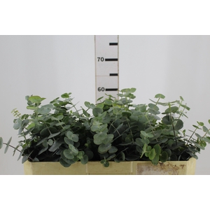 FOLHAGEM EUCAFLOR BABY BLUE 070 CM