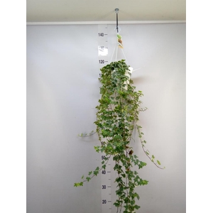 Hedera helix 'Eva'