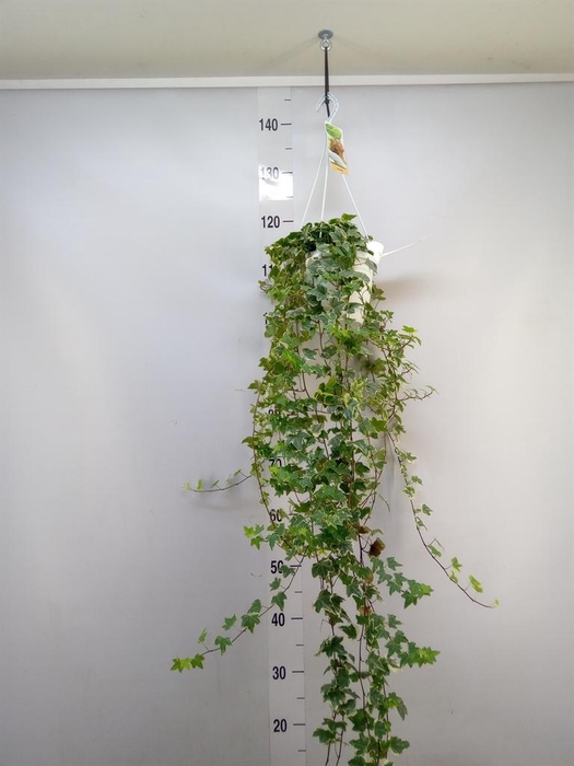 <h4>Hedera helix 'Eva'</h4>