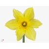 Narcis Carlton Ruiten