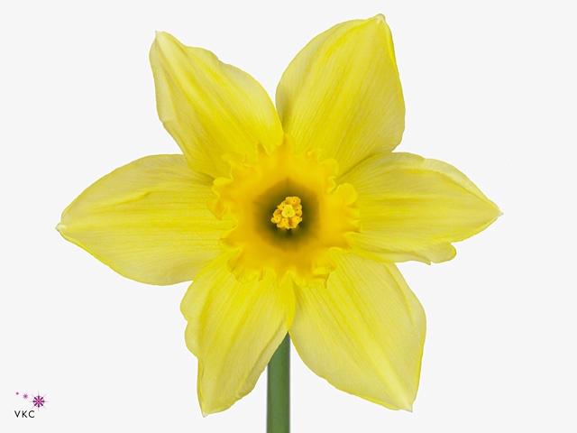 Narcis Carlton Ruiten