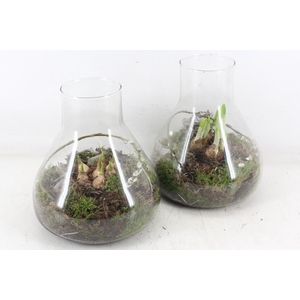 arr4 Bollenmix MB - Glas paris 285/3