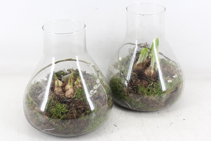 <h4>arr4 Bollenmix MB - Glas paris 285/3</h4>