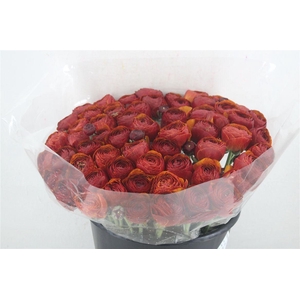 Ran Cloni Ex Brownie