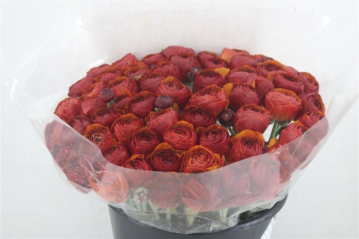 <h4>Ran Cloni Ex Brownie</h4>