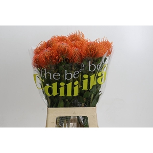 Nutans Ayoba Mandarin Zest