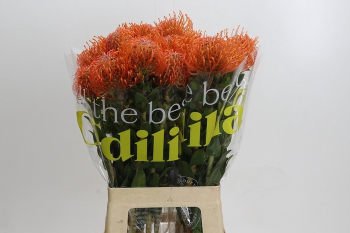 <h4>Nutans Ayoba Mandarin Zest</h4>