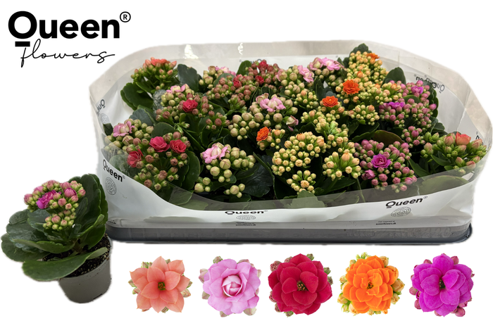 <h4>KAL GE GEM 5 KL</h4>