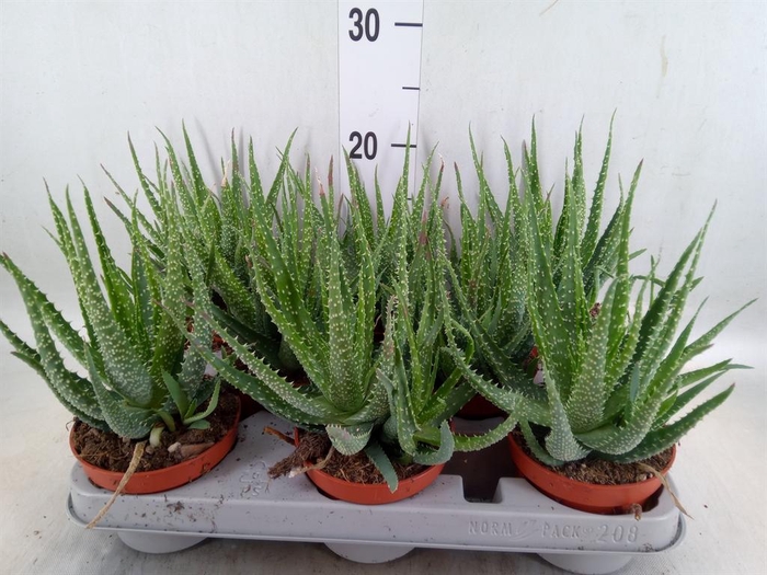 <h4>Aloe humilis</h4>