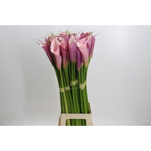 Zantedeschia Eydolls Purple Pink