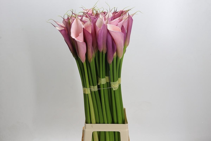 Zantedeschia Eydolls Purple Pink