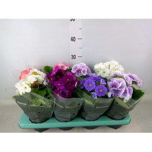 Primula obcon. 'Touch Me'   ...mix