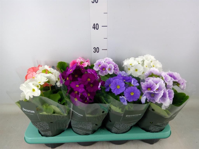 <h4>Primula obcon. 'Touch Me' ...mix</h4>