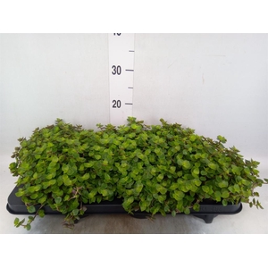 Callisia repens