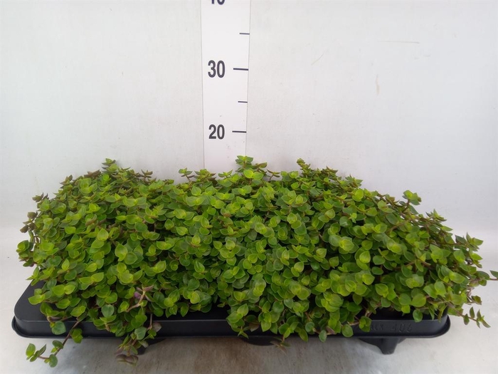 <h4>Callisia repens</h4>