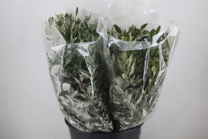 <h4>Steeneik Leaves P Bunch</h4>