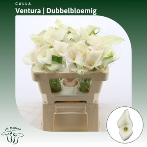 Calla Ventura | Dubbelbloemig