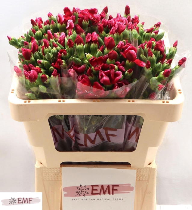 <h4>DI TR SOLOMIO SEM</h4>