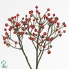 ROSA CLASS FRUITILIA
