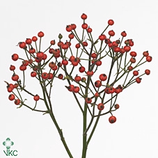 Rosa Class Fruitilia
