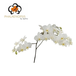Phalaenopsis  'Ant Venice'
