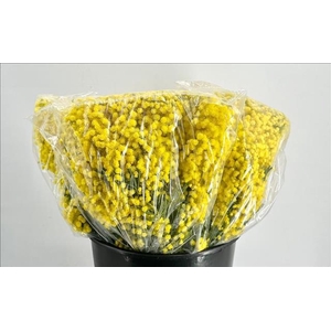 Mimosa Gaulois Flowering XXL