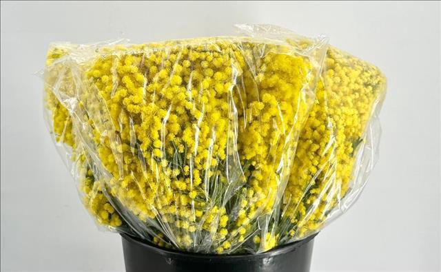 <h4>Mimosa Gaulois Flowering XXL</h4>