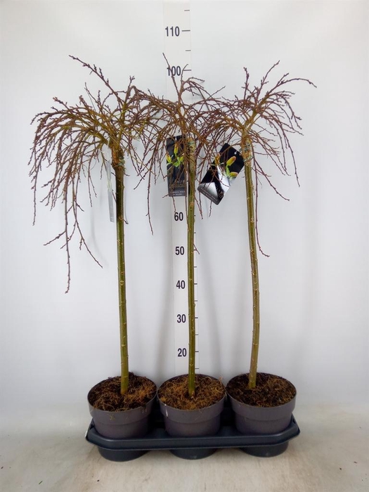 <h4>Salix arbuscula</h4>