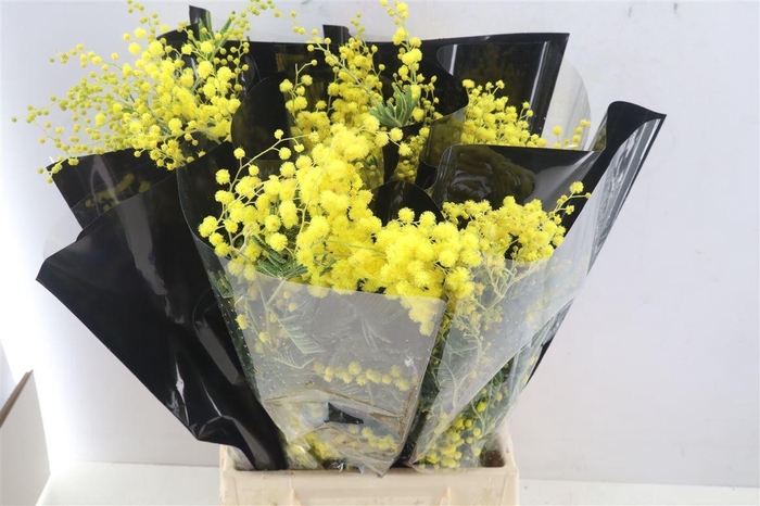 <h4>Acacia Mimosa Mirandol</h4>