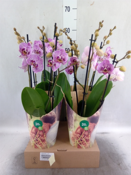 <h4>Phalaenopsis   ...rose</h4>