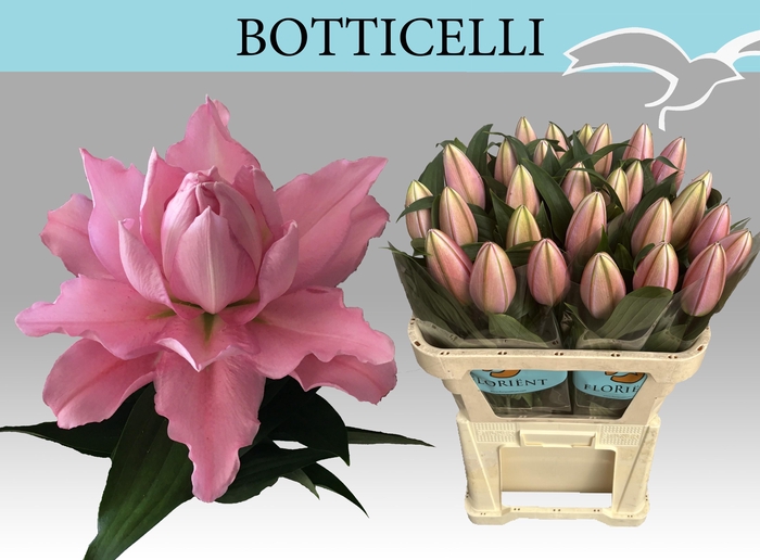 <h4>LI OR DU OVERIG</h4>